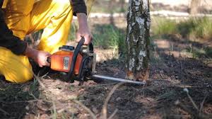 Best Seasonal Cleanup (Spring/Fall)  in Zolfo Springs, FL
