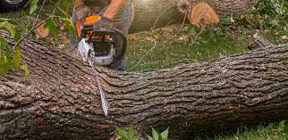 How Our Tree Care Process Works  in  Zolfo Springs, FL